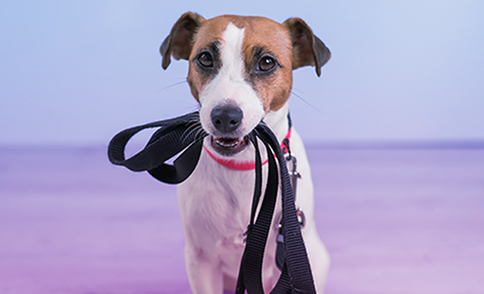 Jack Russel dog sits with lead in mouth on Banjo brand coloured gradient (blue to purple).